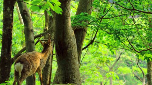 鹿児島県のクライミング施設「クライミングジム VIVA2」