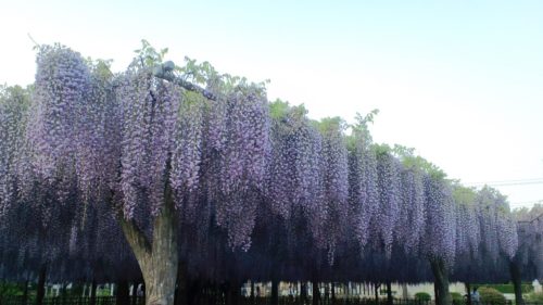 埼玉県のクライミング施設「加須市民体育館」